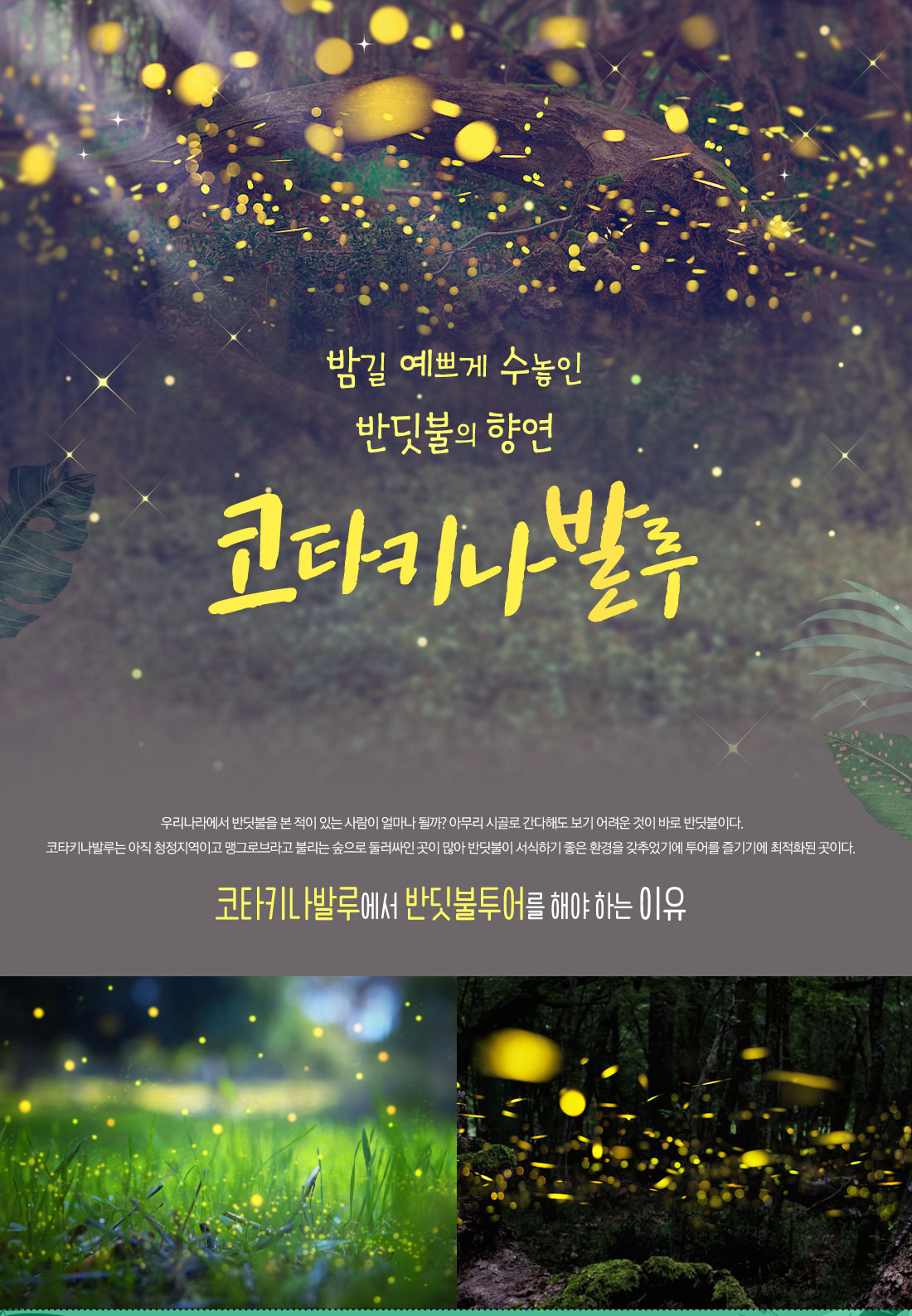 밤길 예쁘게 수놓인 반딧불의 향연 코타키나발루 '판 보르네오 호텔' 상품 예약하면 반짝반짝 아름다운 '반딧불투어 혜택'을 더해드립니다.