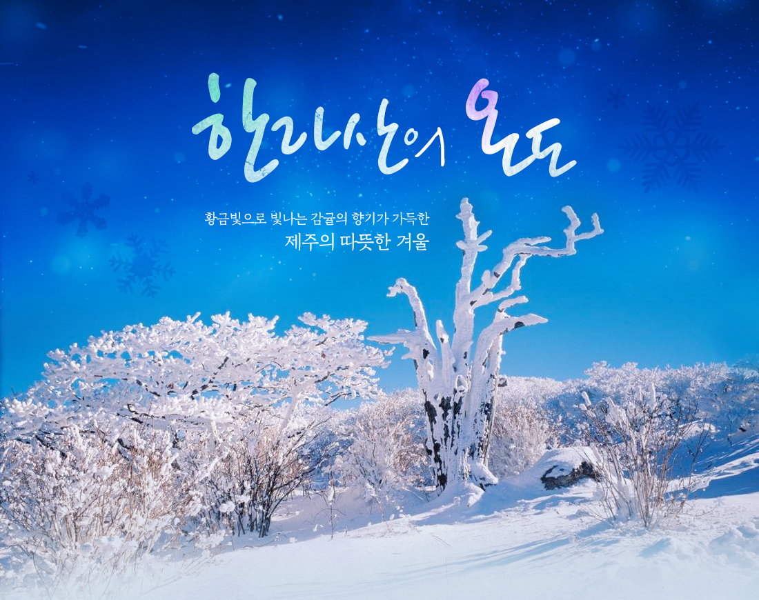 한라산의 온도 - 황금빛으로 빛나는 감귤의 향기가 가득한 제주의 따뜻한 겨울
